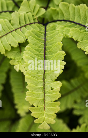 Venushaarfarns Aleuticum. Westlichen tausend Farn. Stockfoto