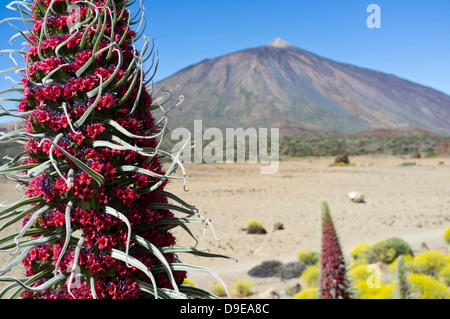 Tajinaste Rojo wächst in der Las Canadas del Teide Nationalpark Teneriffa, Kanarische Inseln, Spanien Stockfoto