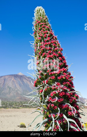 Tajinaste Rojo wächst in der Las Canadas del Teide Nationalpark Teneriffa, Kanarische Inseln, Spanien Stockfoto