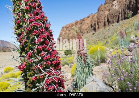 Tajinaste Rojo wächst in der Las Canadas del Teide Nationalpark Teneriffa, Kanarische Inseln, Spanien Stockfoto