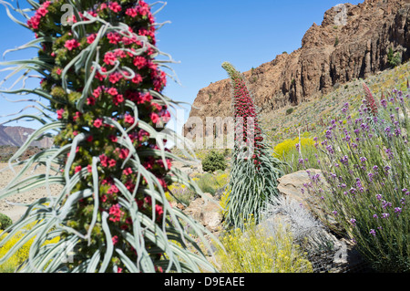 Tajinaste Rojo wächst in der Las Canadas del Teide Nationalpark Teneriffa, Kanarische Inseln, Spanien Stockfoto