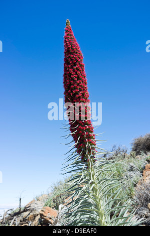 Tajinaste Rojo wächst in der Las Canadas del Teide Nationalpark Teneriffa, Kanarische Inseln, Spanien Stockfoto