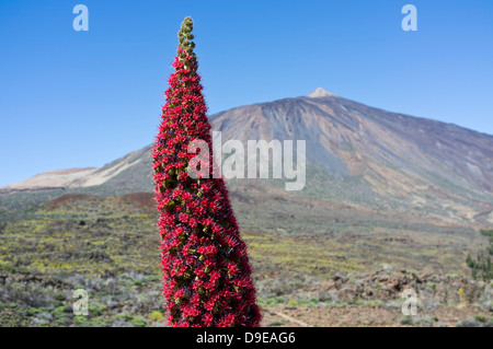 Tajinaste Rojo wächst in der Las Canadas del Teide Nationalpark Teneriffa, Kanarische Inseln, Spanien Stockfoto