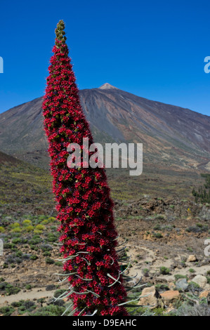 Tajinaste Rojo wächst in der Las Canadas del Teide Nationalpark Teneriffa, Kanarische Inseln, Spanien Stockfoto