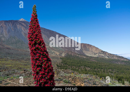 Tajinaste Rojo wächst in der Las Canadas del Teide Nationalpark Teneriffa, Kanarische Inseln, Spanien Stockfoto