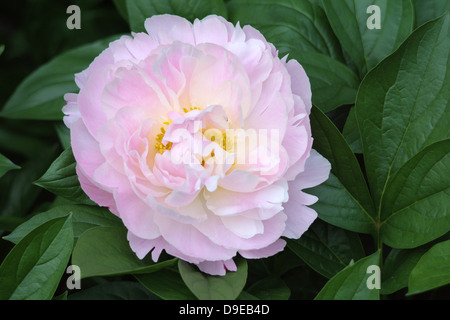 Rosa Pfingstrose Nahaufnahme Peonia Stockfoto