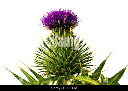 Silybum Marianum - Milch Distel Blume isoliert auf weiss. Stockfoto