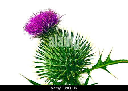 Silybum Marianum - Milch Distel Blume isoliert auf weiss. Stockfoto