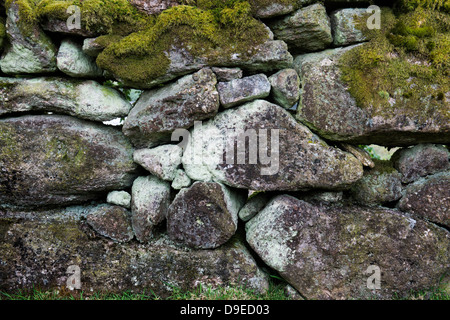 Trockenmauern Wal in algael abgedeckt. Devon. England Stockfoto