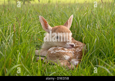 Jungen Damhirsch, blendet Dama Dama in der Wiese Stockfoto