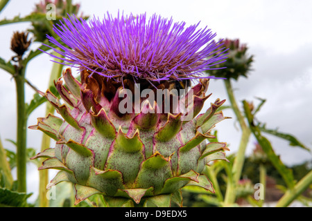 Violette Artischocke, Karde (Cynara Cardunculus) wächst in einem Garten Stockfoto