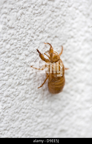 17 Jahre Zikade, auch bekannt als Magicicada Brut II, Stockfoto