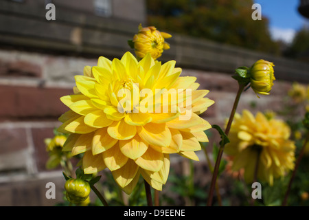 Gelbe Dahlien. Stockfoto