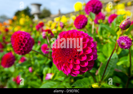 Rote und gelbe Dahlien in einem Garten. Stockfoto