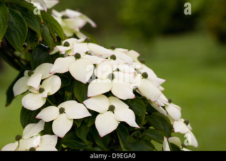 Cornus Kousa var. Chinensis. Chinesischer Hartriegel Blumen. Stockfoto