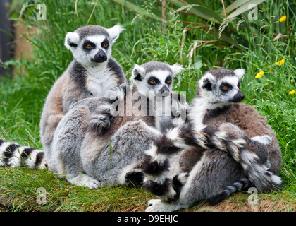 Katta Lemur Catta, Familie in Burford Cotswold Wildlife Park Madagaskar Walk-Through-Attraktion Stockfoto