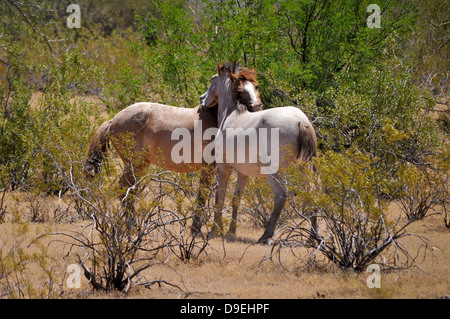 Wildpferde in Arizona Wüste USA Stockfoto