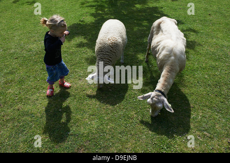 Kind blondes Mädchen mit zwei Schafen sonnigen Tag draußen Stockfoto