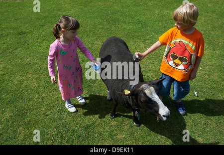 Kinder Jungen und Mädchen mit Schafen sonnigen Tag draußen Stockfoto