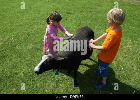 Kinder Jungen und Mädchen mit Schafen sonnigen Tag draußen Stockfoto