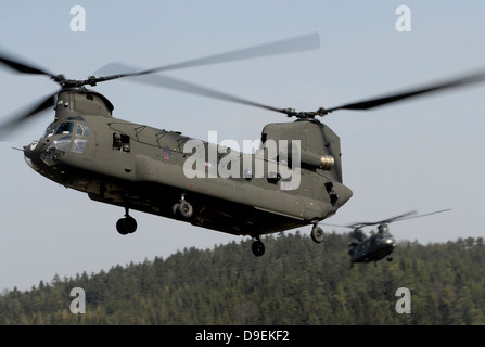 Zwei CH-47 Chinook-Hubschrauber im Flug. Stockfoto