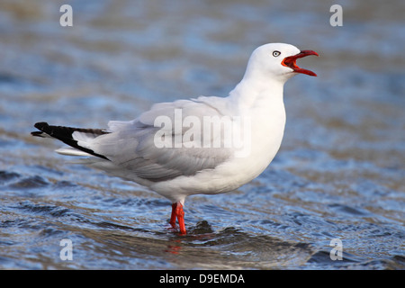 Eine rot-billed Gull Berufung laut stehend in der Tasmanischen See. Stockfoto