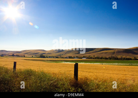 Sonne-Abendstern bei klarem Himmel über verlassene goldenen Feldern umrahmt von Stacheldraht in verkabelten Dufur, Oregon Stockfoto