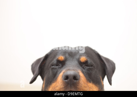 Rottweiler Stockfoto