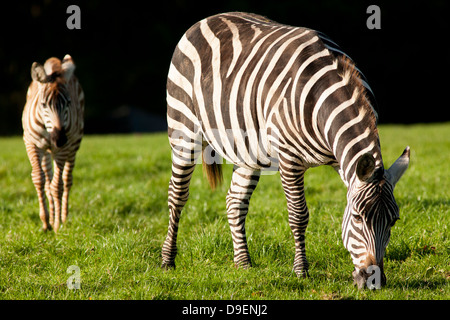 Ein paar Zuschüsse Zebra Fota Wildlife Park in der Grafschaft Cork in Irland. Stockfoto