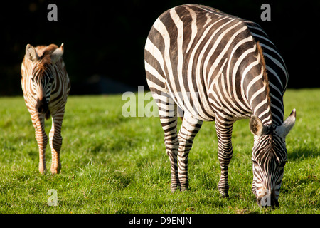 Ein paar Zuschüsse Zebra Fota Wildlife Park in der Grafschaft Cork in Irland. Stockfoto