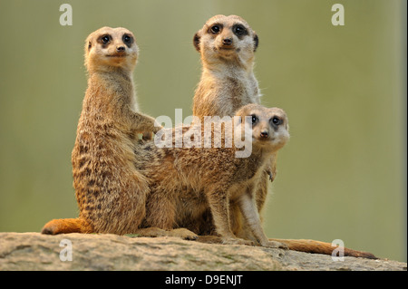 Erdmännchen Suricata Suricatta, Jungtiere Stockfoto