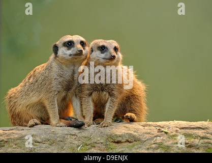 Erdmännchen Suricata Suricatta, Jungtiere Stockfoto