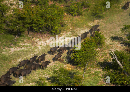 Kaffernbüffel (Syncerus Caffer Caffer), Okavango Delta, Botswana, Afrika-Antenne Stockfoto