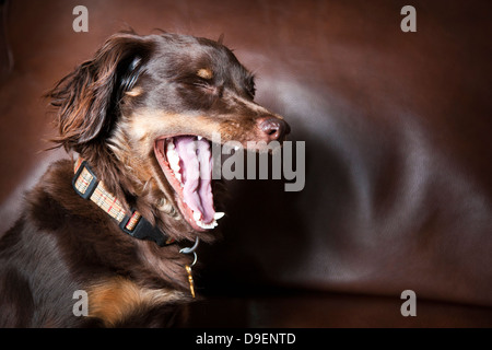 Ein niedlicher Cockapoo Welpe langweilt sich mit dem Fotografen und gähnt während einer Studio-Session. Stockfoto