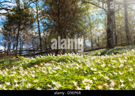 Frühling-Eichenwald mit weißen Blüten Stockfoto