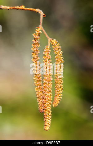 Allergenen Pollen mit männlichen Blüten der Hasel (Corylus Avellana) Stockfoto