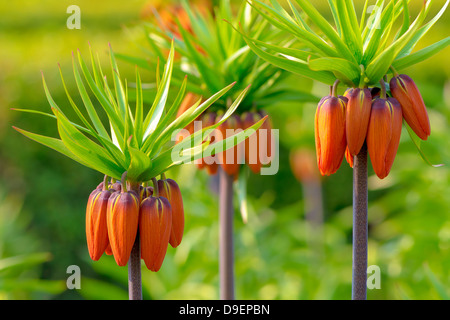 Drei Orange Crown imperial Blumen Frühsommer (Fritillaria Imperialis) Stockfoto