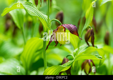 Seltene Frauenschuh Orchidee im Frühsommer (Cypripedium Calceolus), Schweden Stockfoto