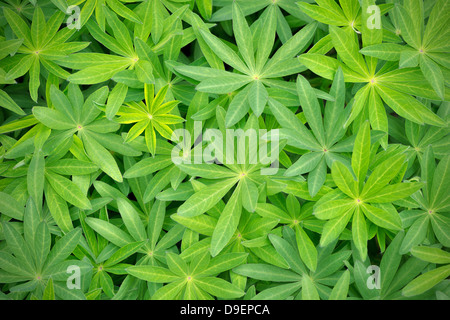 Grün-Lupinus Blätter von oben Stockfoto