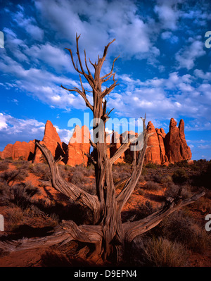 Toten Juniper Tree zeichnet sich vor Sandstein flossen im Arches National Park in der Nähe von Moab, Utah Stockfoto