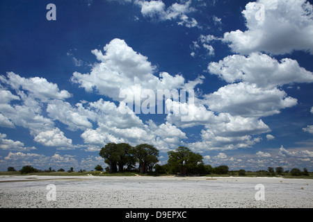 Kudiakam Pan und Baines Baobabs, Nxai Pan National Park, Botswana, Afrika Stockfoto