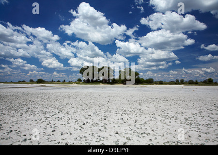 Kudiakam Pan und Baines Baobabs, Nxai Pan National Park, Botswana, Afrika Stockfoto