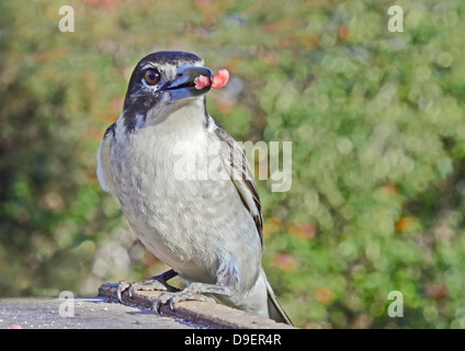 Australische Grau, Butcherbird Cracticus torquatus Stockfoto