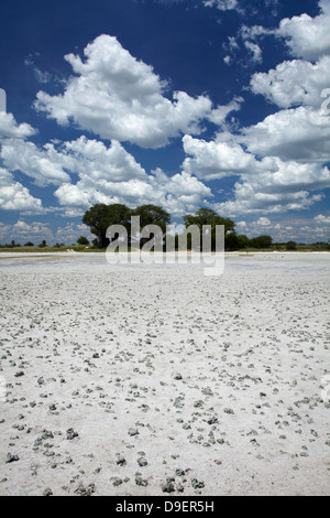 Kudiakam Pan und Baines Baobabs, Nxai Pan National Park, Botswana, Afrika Stockfoto