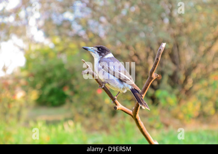 Australische Grau, Butcherbird Cracticus torquatus Stockfoto