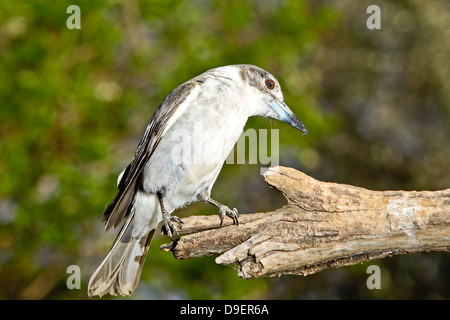 Australische Grau, Butcherbird Cracticus torquatus Stockfoto