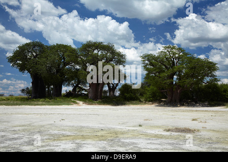 Baines Baobabs, Kudiakam Pan, Nxai Pan National Park, Botswana, Afrika Stockfoto