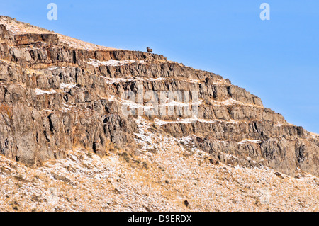 Bighorn Schafe in der Wildnis von Wyoming. Stockfoto