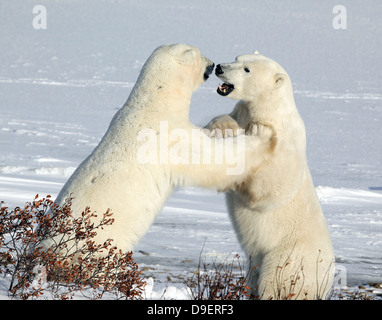 Eisbären, die Kämpfe im nördlichen Manitoba Stockfoto