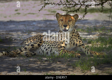 Gepard (Acinonyx Jubatus), Nxai Pan National Park, Botswana, Afrika Stockfoto